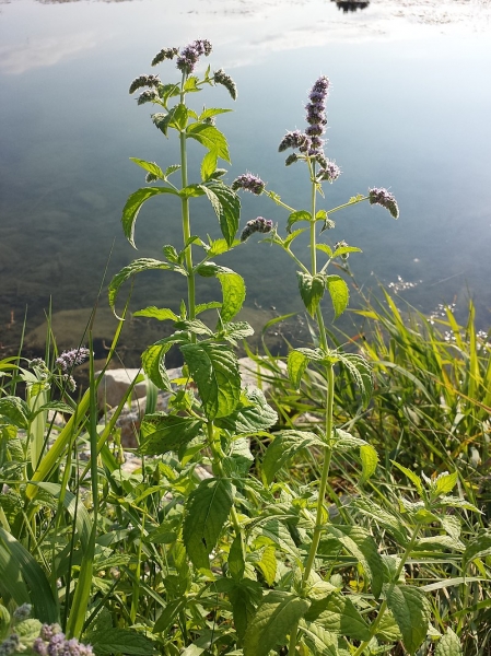 Pflanzenbild gross Ross-Minze - Mentha longifolia