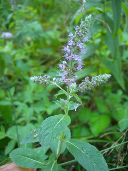 Pflanzenbild gross Ross-Minze - Mentha longifolia