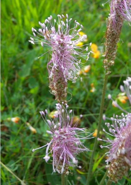 Pflanzenbild gross Mittlerer Wegerich - Plantago media