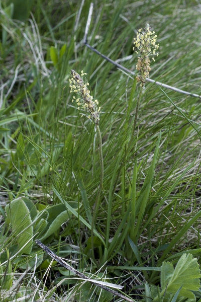 Pflanzenbild gross Alpen-Wegerich - Plantago alpina