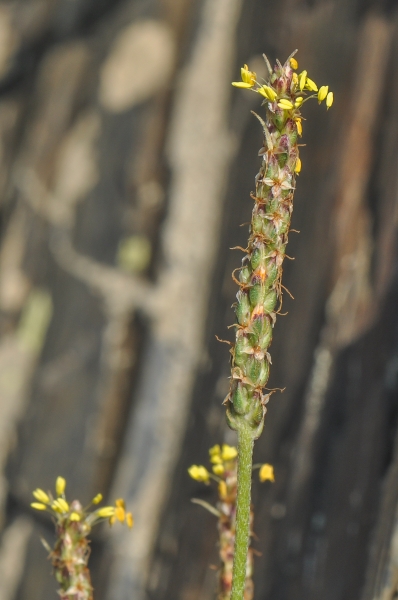 Pflanzenbild gross Alpen-Wegerich - Plantago alpina