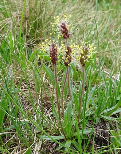 Pflanzenbild gross Alpen-Wegerich - Plantago alpina