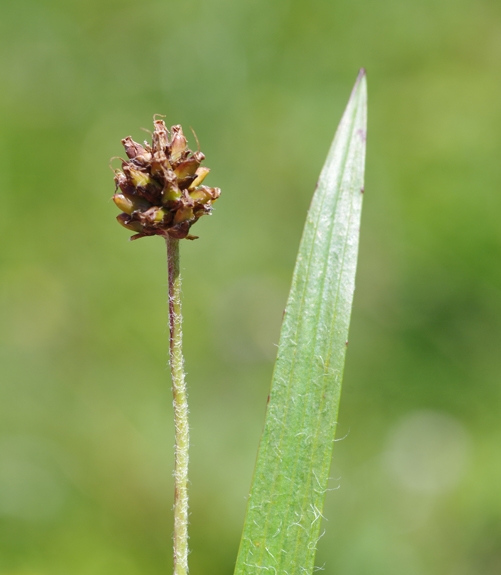 Pflanzenbild gross Berg-Wegerich - Plantago atrata