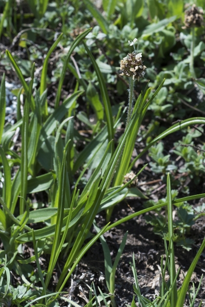 Pflanzenbild gross Berg-Wegerich - Plantago atrata