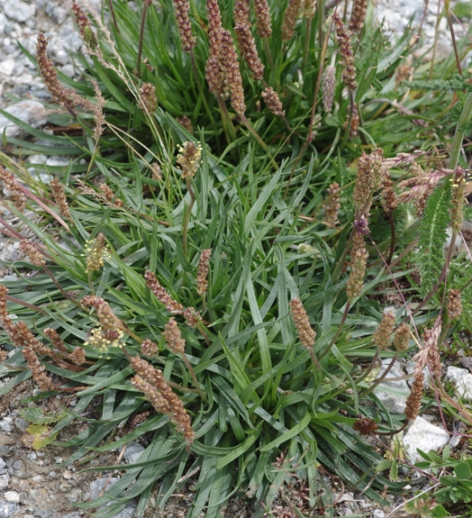Pflanzenbild gross Schlangen-Wegerich - Plantago serpentina