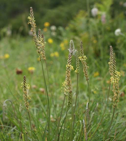 Pflanzenbild gross Schlangen-Wegerich - Plantago serpentina