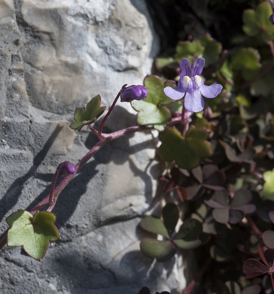 Pflanzenbild gross Zimbelkraut - Cymbalaria muralis