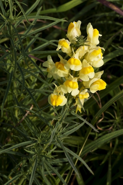 Pflanzenbild gross Gemeines Leinkraut - Linaria vulgaris