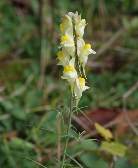 Pflanzenbild gross Gemeines Leinkraut - Linaria vulgaris
