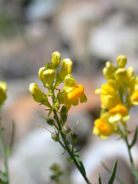 Pflanzenbild gross Gemeines Leinkraut - Linaria vulgaris