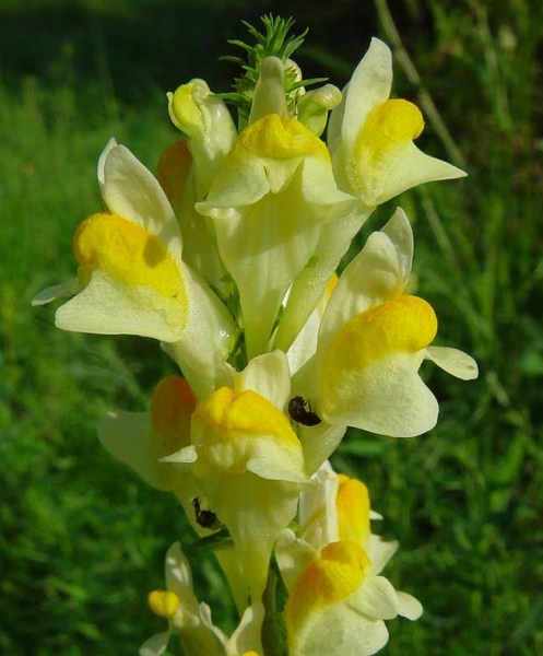 Pflanzenbild gross Gemeines Leinkraut - Linaria vulgaris