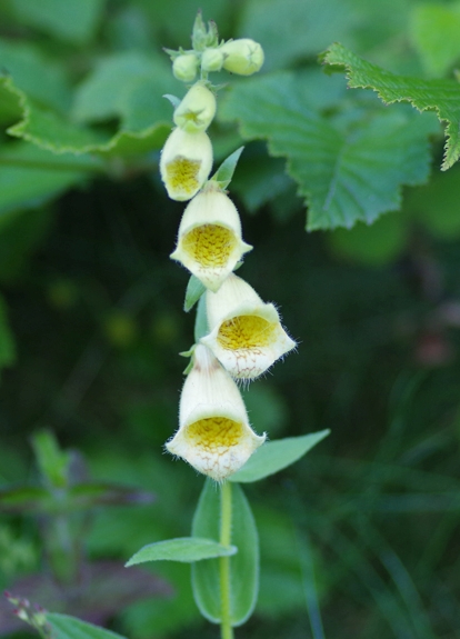 Pflanzenbild gross Grossblütiger Fingerhut - Digitalis grandiflora
