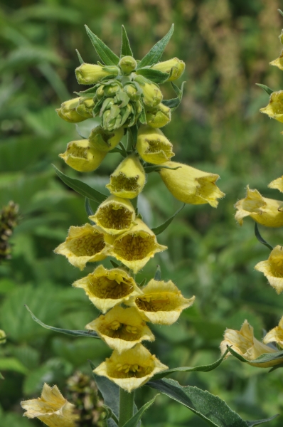 Pflanzenbild gross Grossblütiger Fingerhut - Digitalis grandiflora