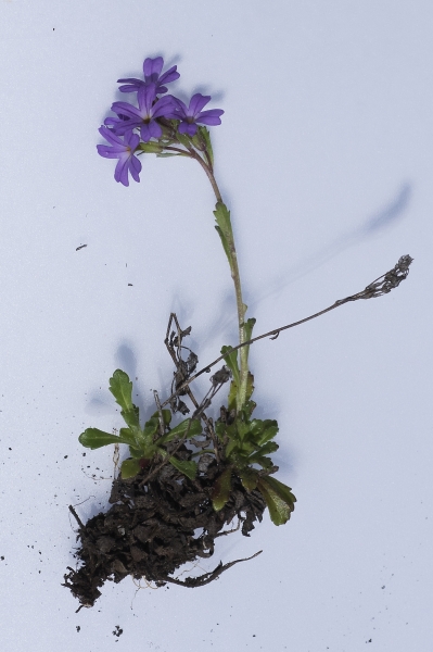 Pflanzenbild gross Leberbalsam - Erinus alpinus