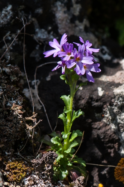 Pflanzenbild gross Leberbalsam - Erinus alpinus