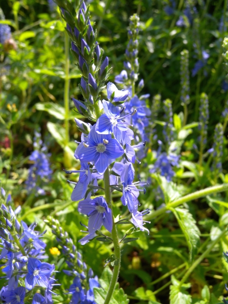 Pflanzenbild gross Grosser Ehrenpreis - Veronica teucrium