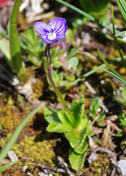 Pflanzenbild gross Blattloser Ehrenpreis - Veronica aphylla