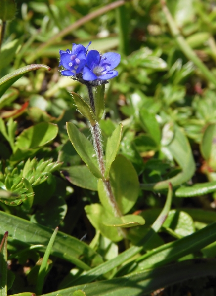 Pflanzenbild gross Alpen-Ehrenpreis - Veronica alpina