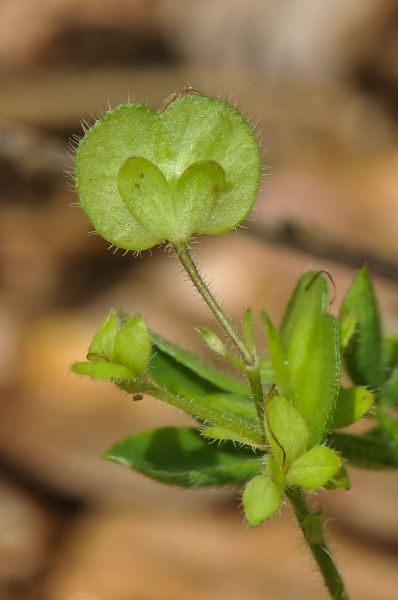 Pflanzenbild gross Berg-Ehrenpreis - Veronica montana