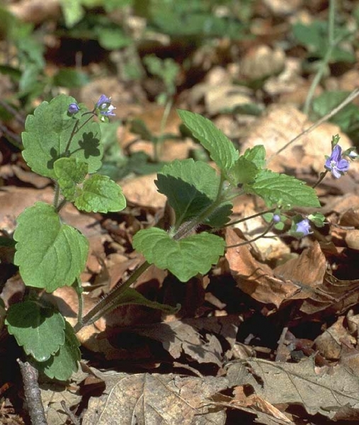 Pflanzenbild gross Berg-Ehrenpreis - Veronica montana