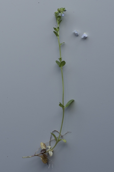 Pflanzenbild gross Gewöhnlicher Thymian-Ehrenpreis - Veronica serpyllifolia subsp. serpyllifolia