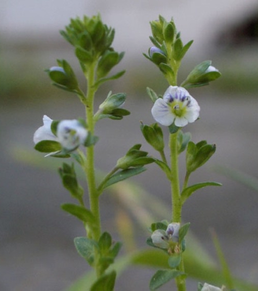 Pflanzenbild gross Gewöhnlicher Thymian-Ehrenpreis - Veronica serpyllifolia subsp. serpyllifolia
