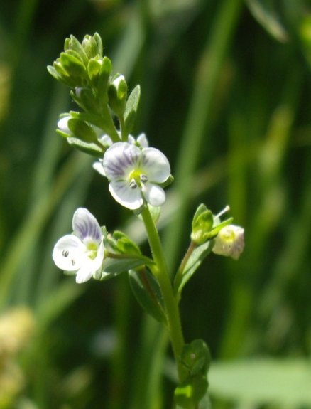 Pflanzenbild gross Gewöhnlicher Thymian-Ehrenpreis - Veronica serpyllifolia subsp. serpyllifolia