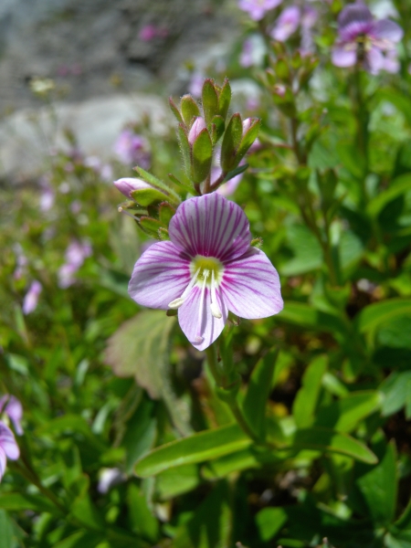 Pflanzenbild gross Halbstrauchiger Ehrenpreis - Veronica fruticulosa
