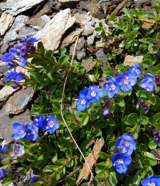 Pflanzenbild gross Felsen-Ehrenpreis - Veronica fruticans