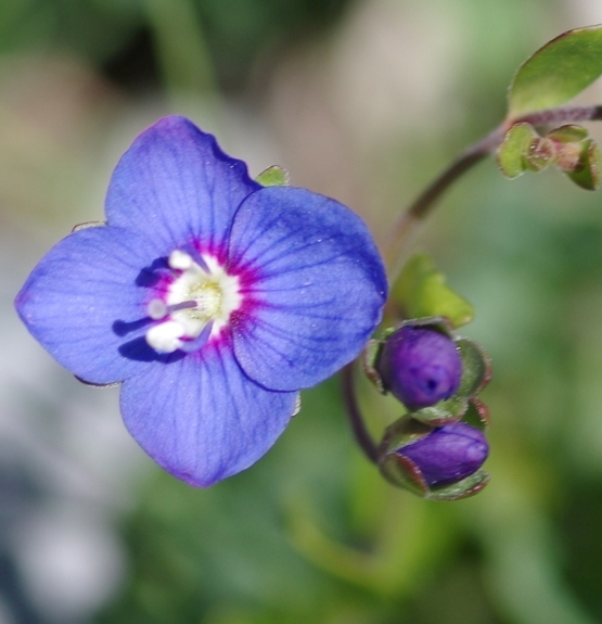 Pflanzenbild gross Felsen-Ehrenpreis - Veronica fruticans