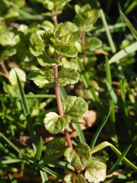 Pflanzenbild gross Faden-Ehrenpreis - Veronica filiformis