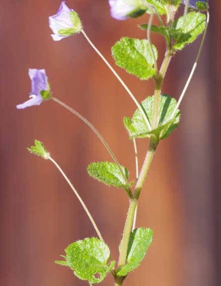 Pflanzenbild gross Faden-Ehrenpreis - Veronica filiformis