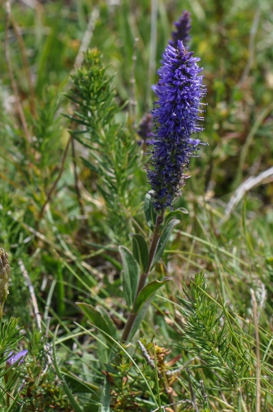 Pflanzenbild gross Ähriger Ehrenpreis - Pseudolysimachion spicatum
