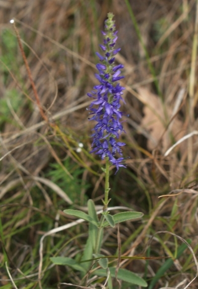 Pflanzenbild gross Ähriger Ehrenpreis - Pseudolysimachion spicatum