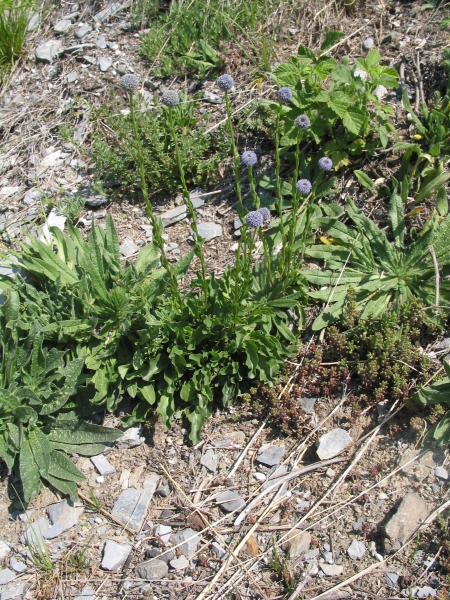 Pflanzenbild gross Gemeine Kugelblume - Globularia bisnagarica