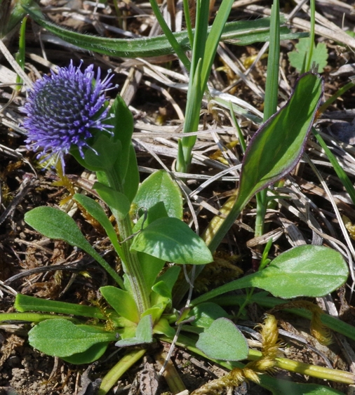 Pflanzenbild gross Gemeine Kugelblume - Globularia bisnagarica