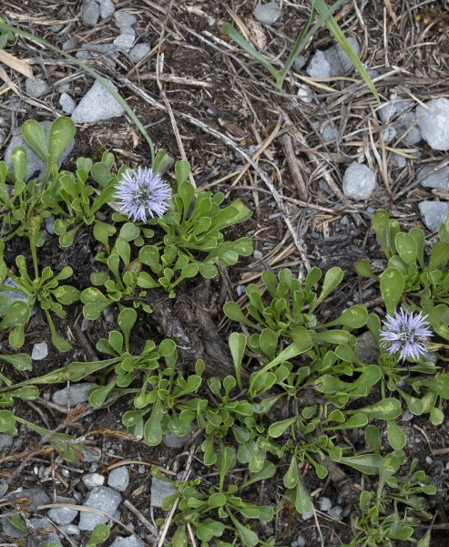 Pflanzenbild gross Herzblättrige Kugelblume - Globularia cordifolia