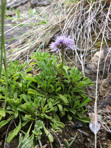 Pflanzenbild gross Herzblättrige Kugelblume - Globularia cordifolia