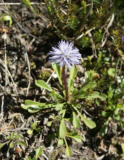 Pflanzenbild gross Herzblättrige Kugelblume - Globularia cordifolia