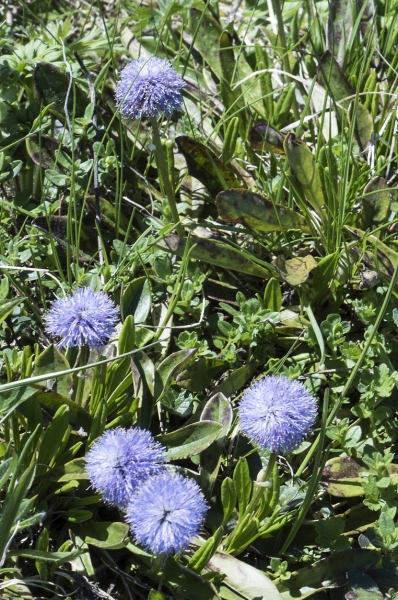Pflanzenbild gross Schaft-Kugelblume - Globularia nudicaulis