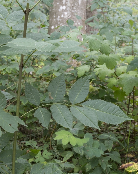 Pflanzenbild gross Gemeine Esche - Fraxinus excelsior