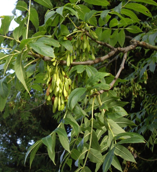 Pflanzenbild gross Gemeine Esche - Fraxinus excelsior