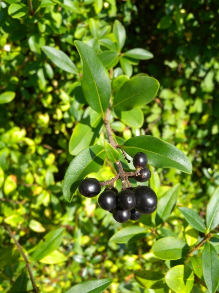 Pflanzenbild gross Gemeiner Liguster - Ligustrum vulgare