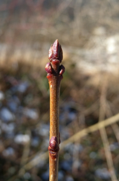 Pflanzenbild gross Gemeiner Liguster - Ligustrum vulgare