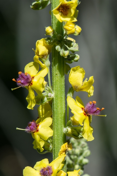 Pflanzenbild gross Dunkle Königskerze - Verbascum nigrum