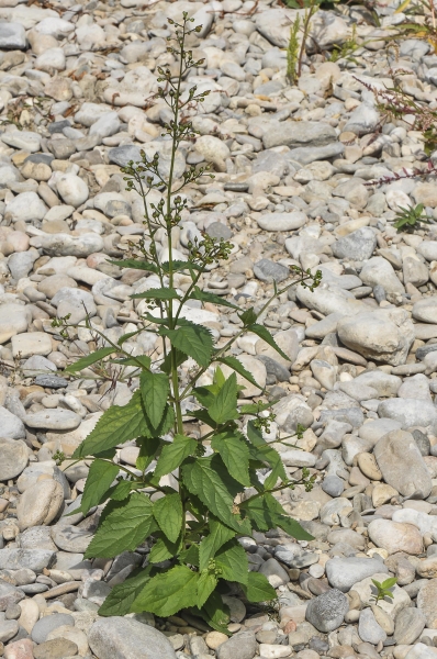 Pflanzenbild gross Knotige Braunwurz - Scrophularia nodosa