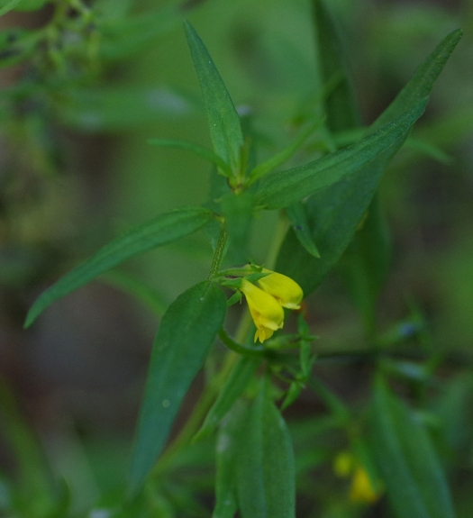 Pflanzenbild gross Wald-Wachtelweizen - Melampyrum sylvaticum