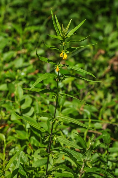 Pflanzenbild gross Wald-Wachtelweizen - Melampyrum sylvaticum