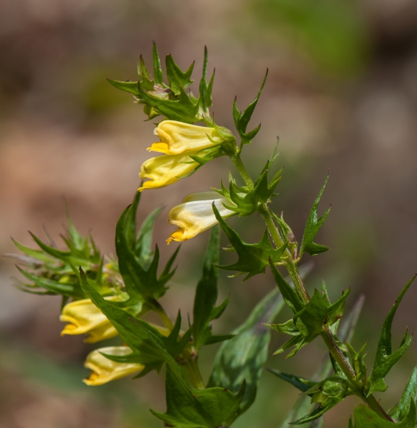 Pflanzenbild gross Wiesen-Wachtelweizen - Melampyrum pratense