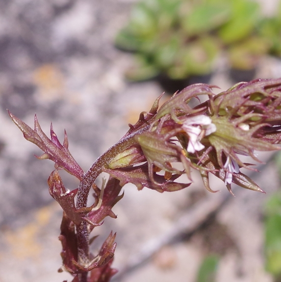 Pflanzenbild gross Salzburger Augentrost - Euphrasia salisburgensis
